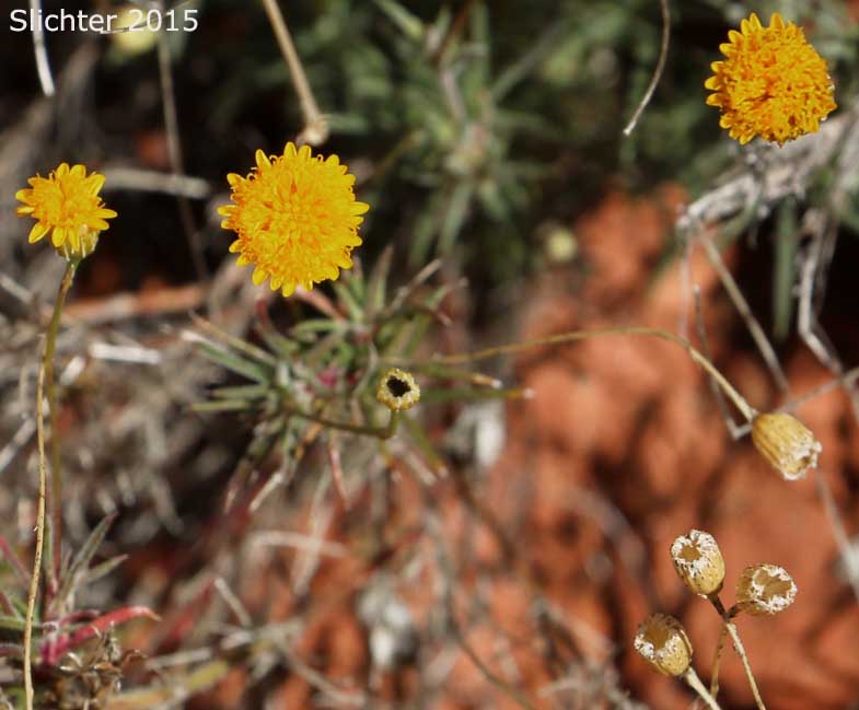 Fiveneedle Pricklyleaf, Five-needle Pricklyleaf, Five needled thymophylla: Thymophylla pentachaeta var. belenidium (Synonyms: Dyssodia pentachaeta, Hymenatherum pentachaetum)